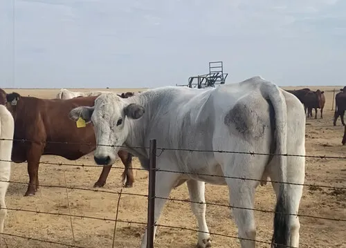 Lumora Energy pumps loved by SA farmers