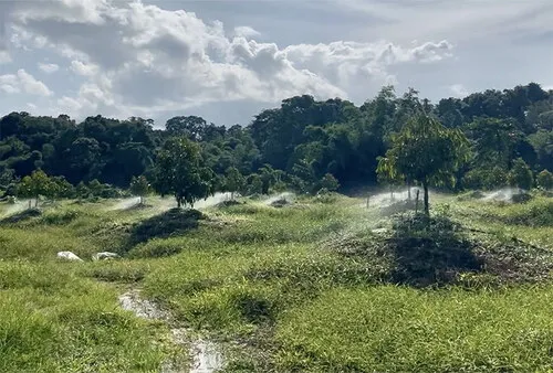 Lumora Energy Company recently received a special invitation from a client in Vietnam - to visit his durian orchard for an on-site inspection.